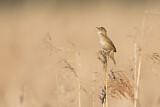 Image. Savi's Warbler