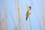 Image. Savi's Warbler