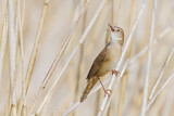 Image. Savi's Warbler
