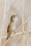 Image. Savi's Warbler