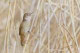 Image. Savi's Warbler