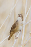 Image. Savi's Warbler