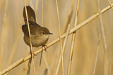 Image. Savi's Warbler