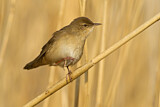 Image. Savi's Warbler
