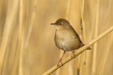 Image. Savi's Warbler