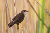 Image. Savi's Warbler