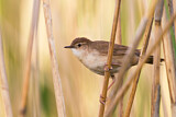 Image. Savi's Warbler