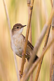 Image. Savi's Warbler