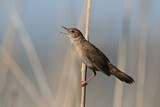 Image. Savi's Warbler