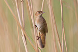 Image. Savi's Warbler
