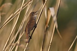 Image. Savi's Warbler