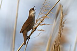 Image. Savi's Warbler