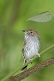 Image. Scale-crested Pygmy Tyrant