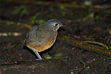 Image. Scaled Antpitta