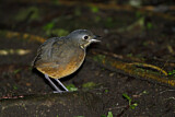 Image. Scaled Antpitta