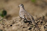 Image. Scaled Dove