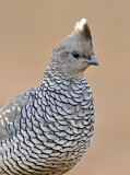 Image. Scaled Quail