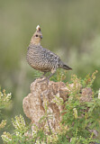 Image. Scaled Quail