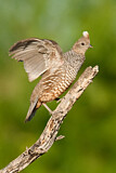 Image. Scaled Quail
