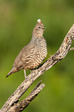 Image. Scaled Quail