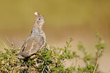 Image. Scaled Quail