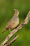 Image. Scaled Quail