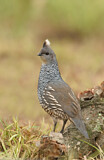Image. Scaled Quail