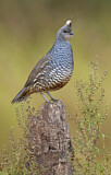 Image. Scaled Quail