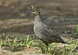 Image. Scaled Quail