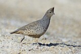 Image. Scaled Quail