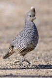 Image. Scaled Quail