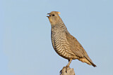 Image. Scaled Quail