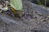 Image. Scaly Laughingthrush