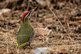 Image. Scaly-bellied Woodpecker