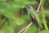 Image. Scaly-breasted Hummingbird