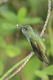Image. Scaly-breasted Hummingbird