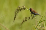 Image. Scaly-breasted Munia