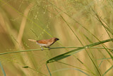 Image. Scaly-breasted Munia