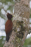 Image. Scaly-breasted Woodpecker