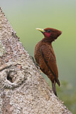 Image. Scaly-breasted Woodpecker