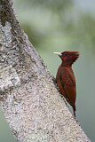 Image. Scaly-breasted Woodpecker