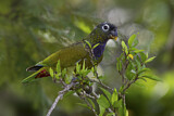 Image. Scaly-headed Parrot