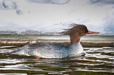 Image. Scaly-sided Merganser