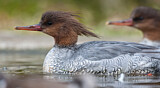 Image. Scaly-sided Merganser