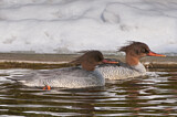 Image. Scaly-sided Merganser