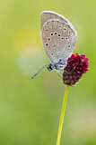 Image. Scarce Large Blue 