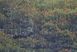 Image. Scarlet Ibis