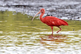 Image. Scarlet Ibis