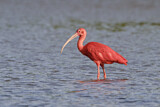 Image. Scarlet Ibis