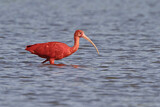 Image. Scarlet Ibis